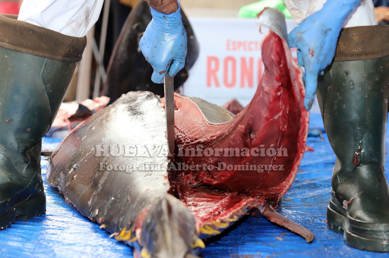 Imágenes del Ronqueo del Atún en el mercado de Huelva