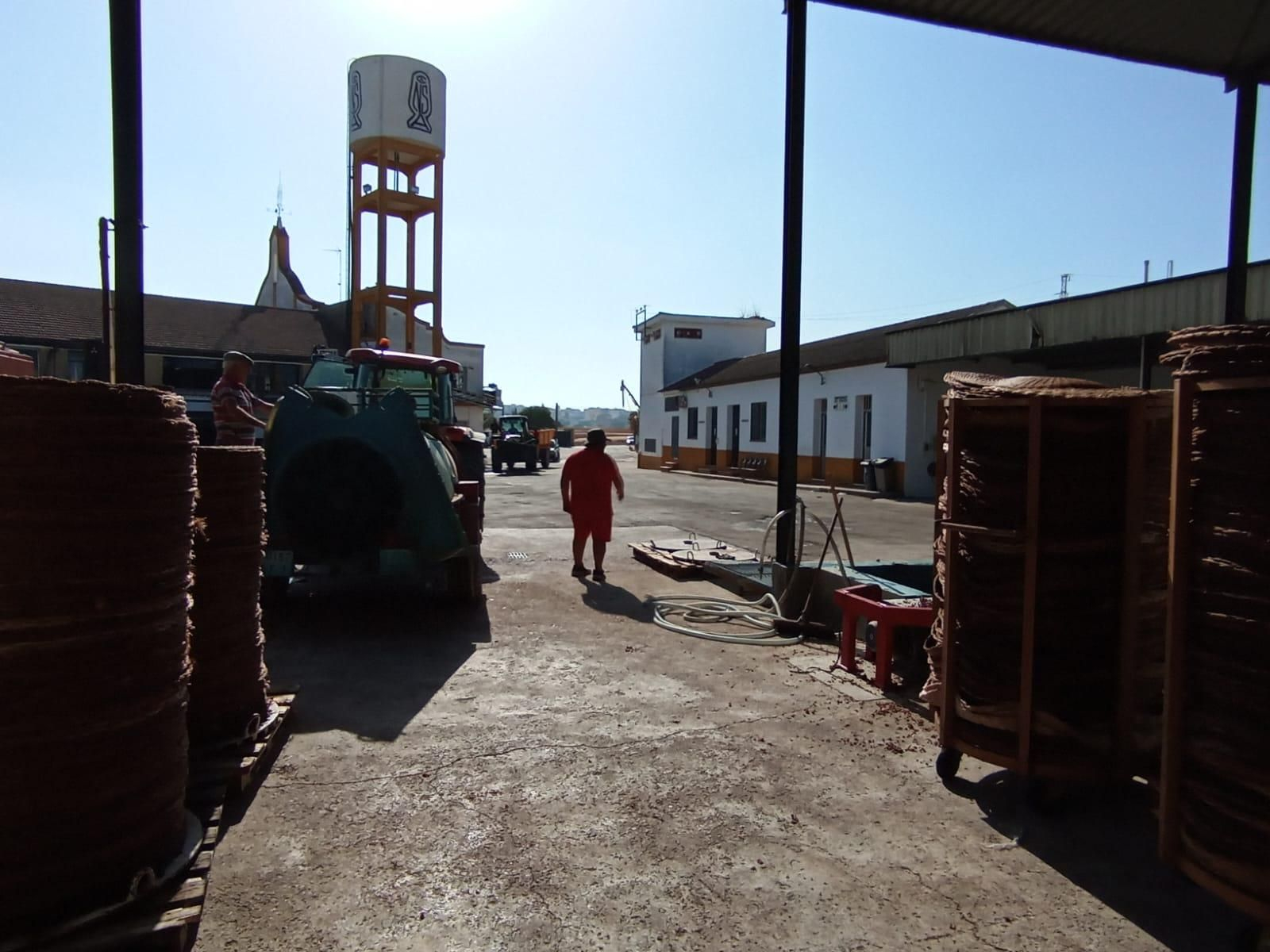 Las paseras de Montilla-Moriles a pleno rendimiento, en imágenes