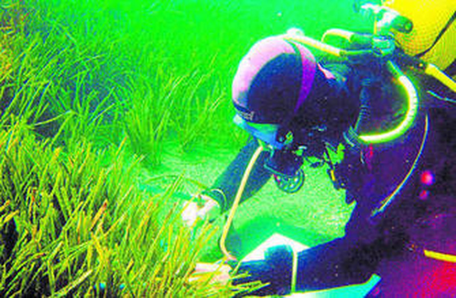 Un buzo toma muestras de una pradera de posidonia oceánica para estudiar su nivel de conservación.