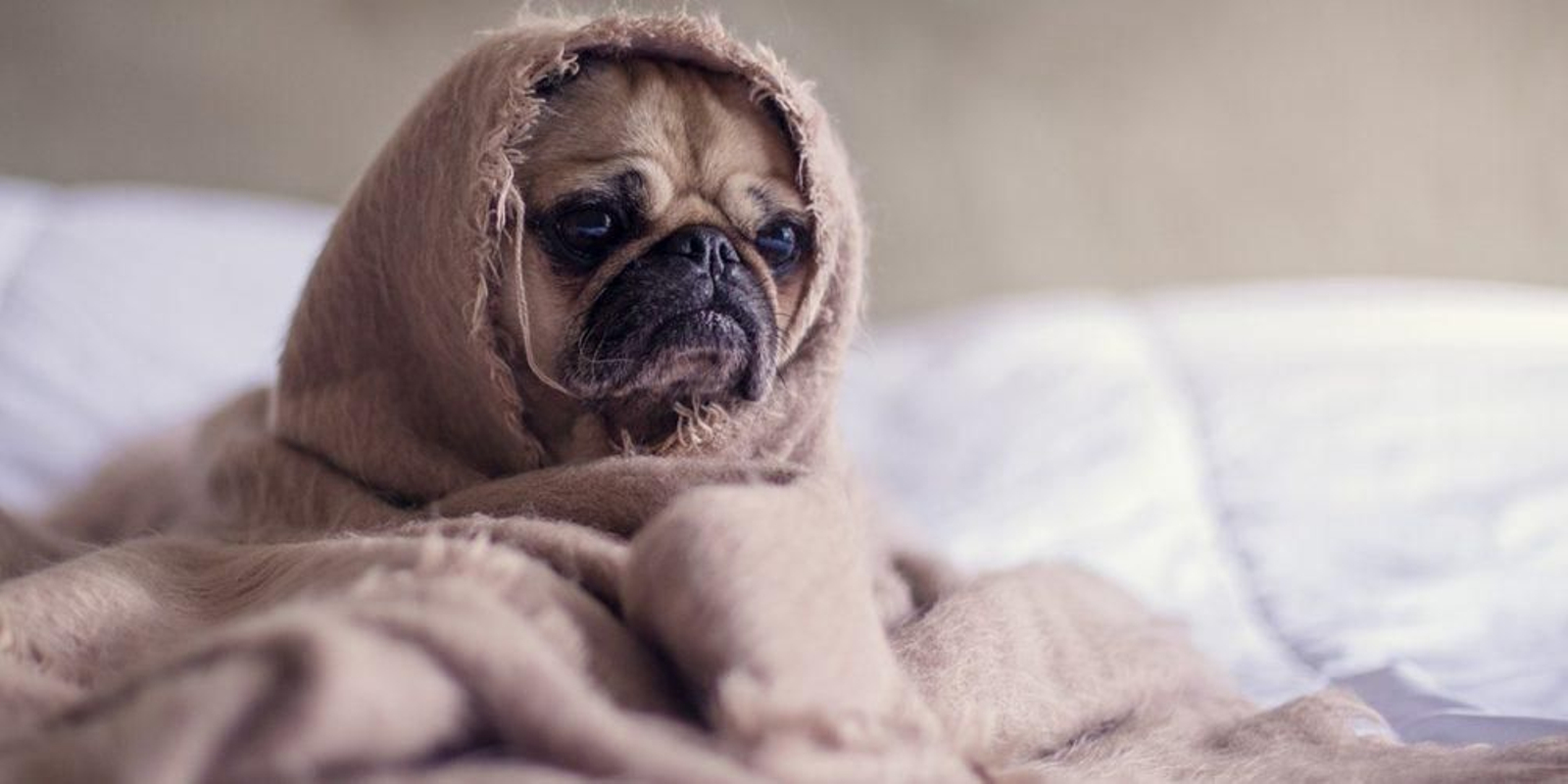 ¿Por qué tiembla tu perro? este podría ser el motivo