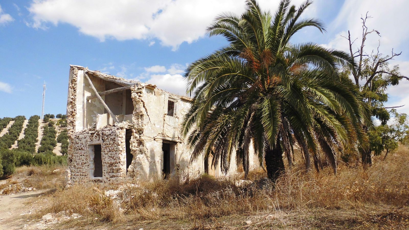 Los cortijos de la Loma Vieja y la Loma Nueva se reconocen por sus palmeras.