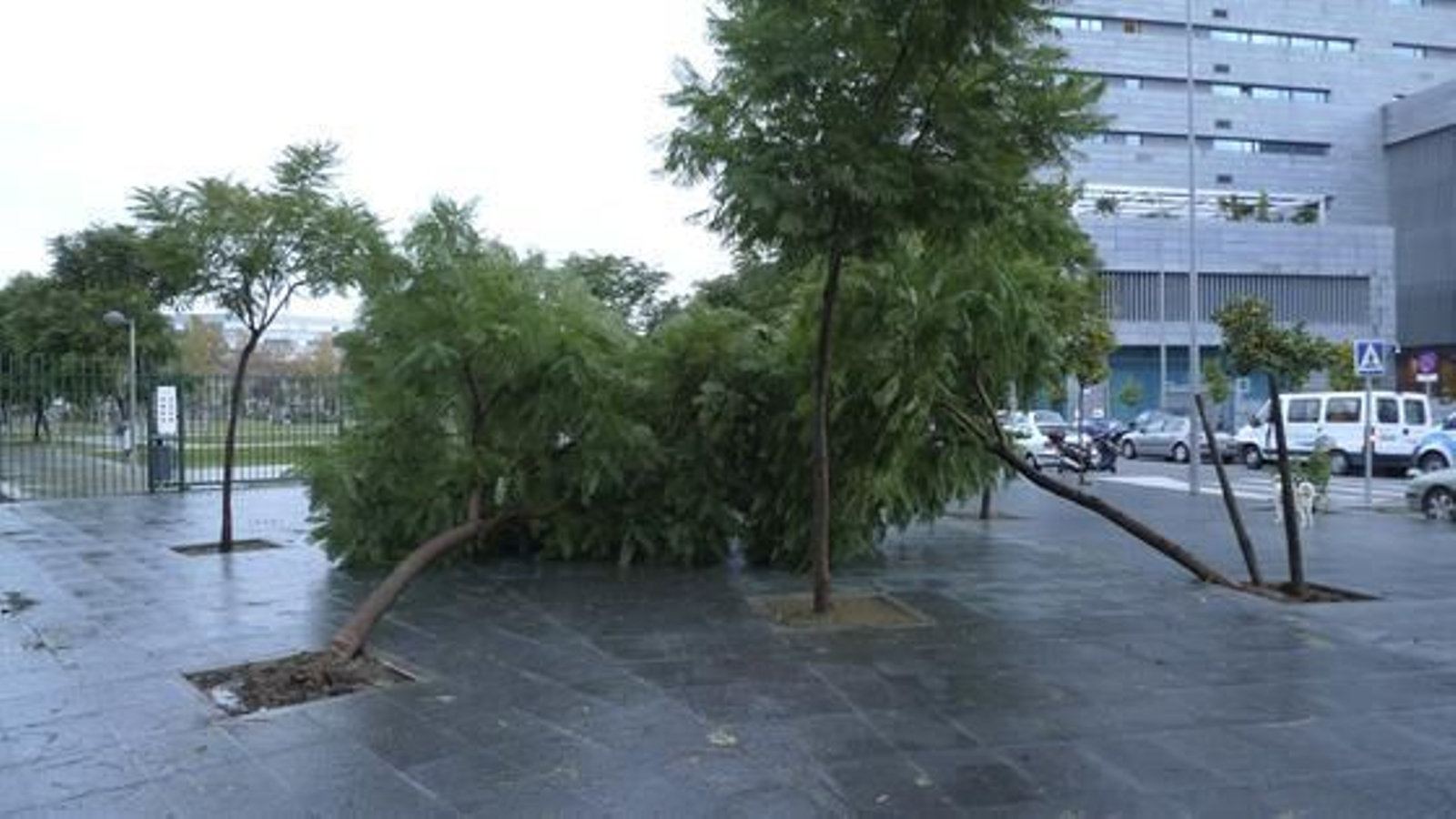 Dos árboles se derrumban por los fuertes vientos.

Foto: Victoria Hidalgo/Jaime Martínez
