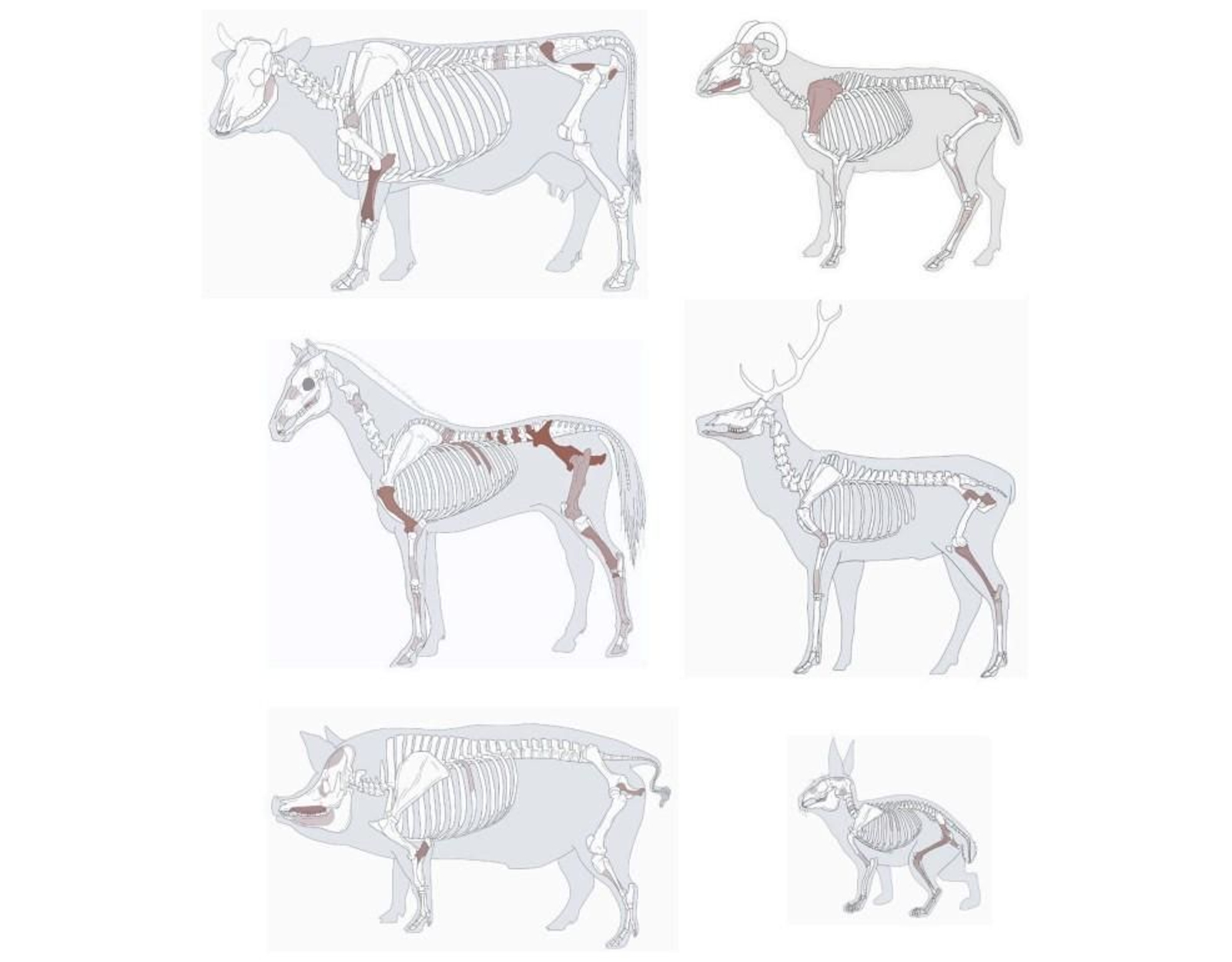 Partes óseas que se han identificado de algunos animales.