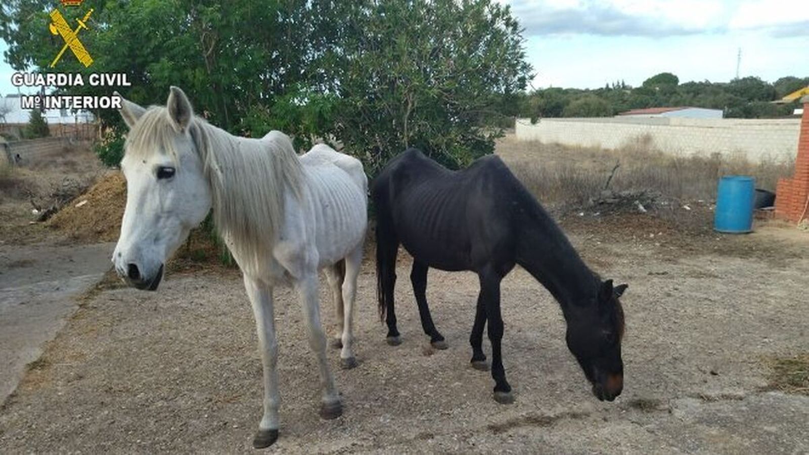 Rescatan a ocho animales en una perrera ilegal de Chiclana donde la Guardia Civil ya actuó