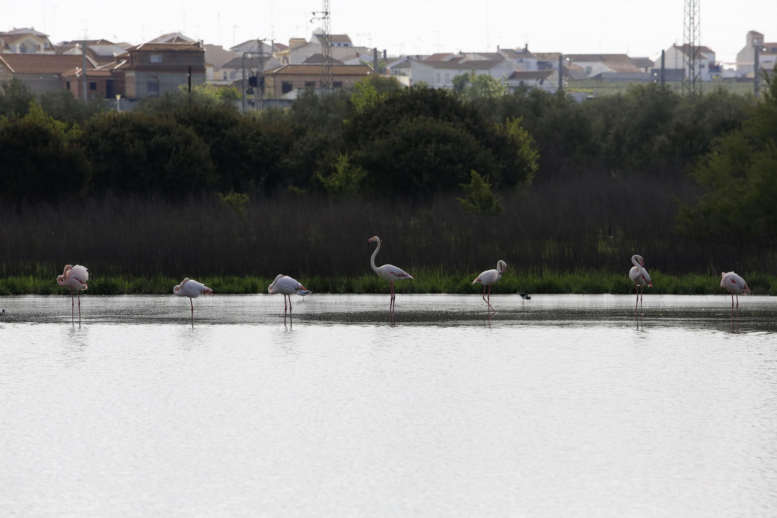 Los flamencos en la Laguna de Fuente de Piedra, en fotos
