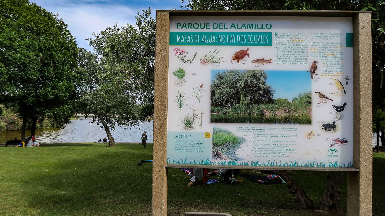 Parque del Alamillo.