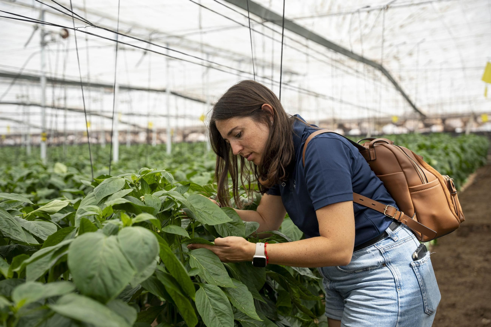 Las imágenes de la suelta de bichos depredadores para la lucha biológica en invernadero por Agrobio