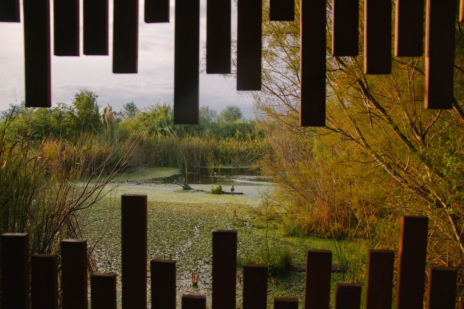 Imágen de archivo de la Reserva Natural de la Charca de Suárez de Motril