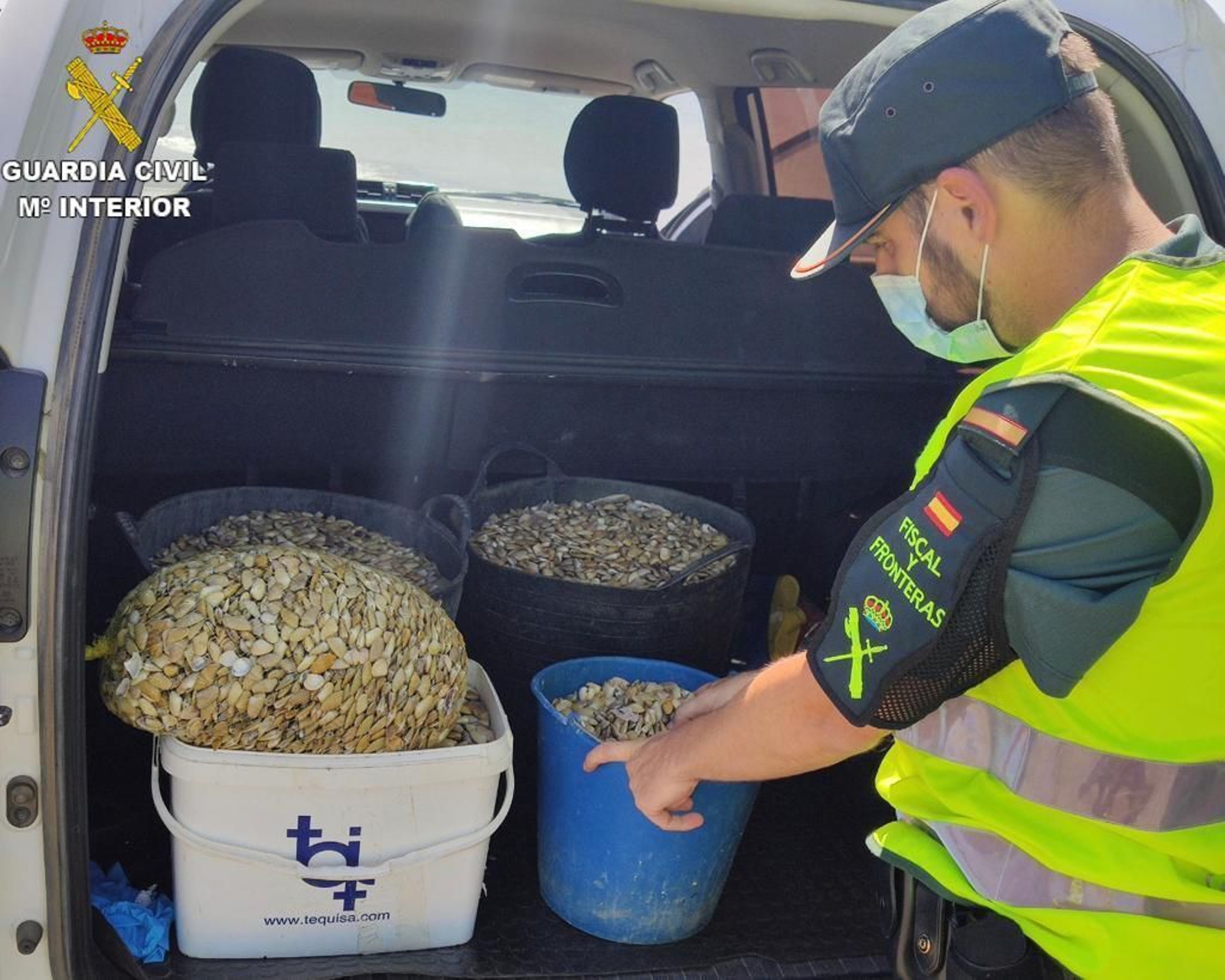 Imagen de parte de las coquinas que fueron capturadas ilegalmente en Ayamonte. Imagen de parte de las coquinas que fueron capturadas ilegalmente en Ayamonte.