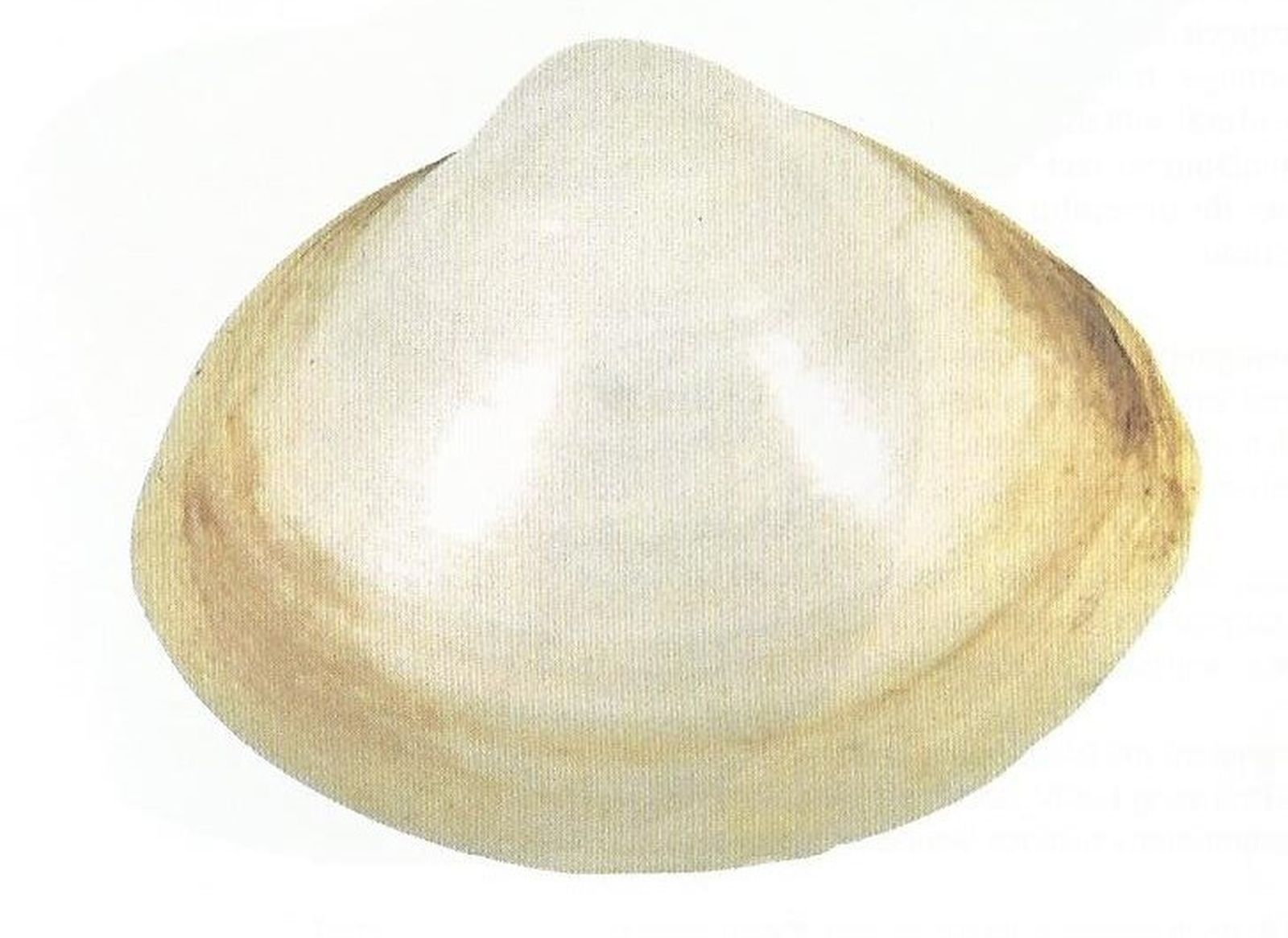 Nuececilla: 'Nucula nucleus'