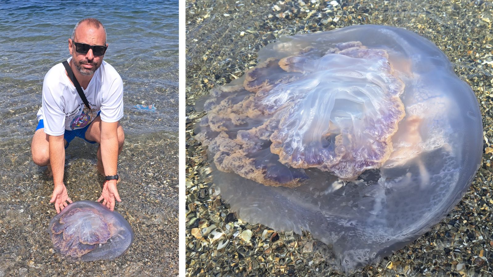 El ejemplar de 'Rhizostoma pulmo', en la playa de Campamento.