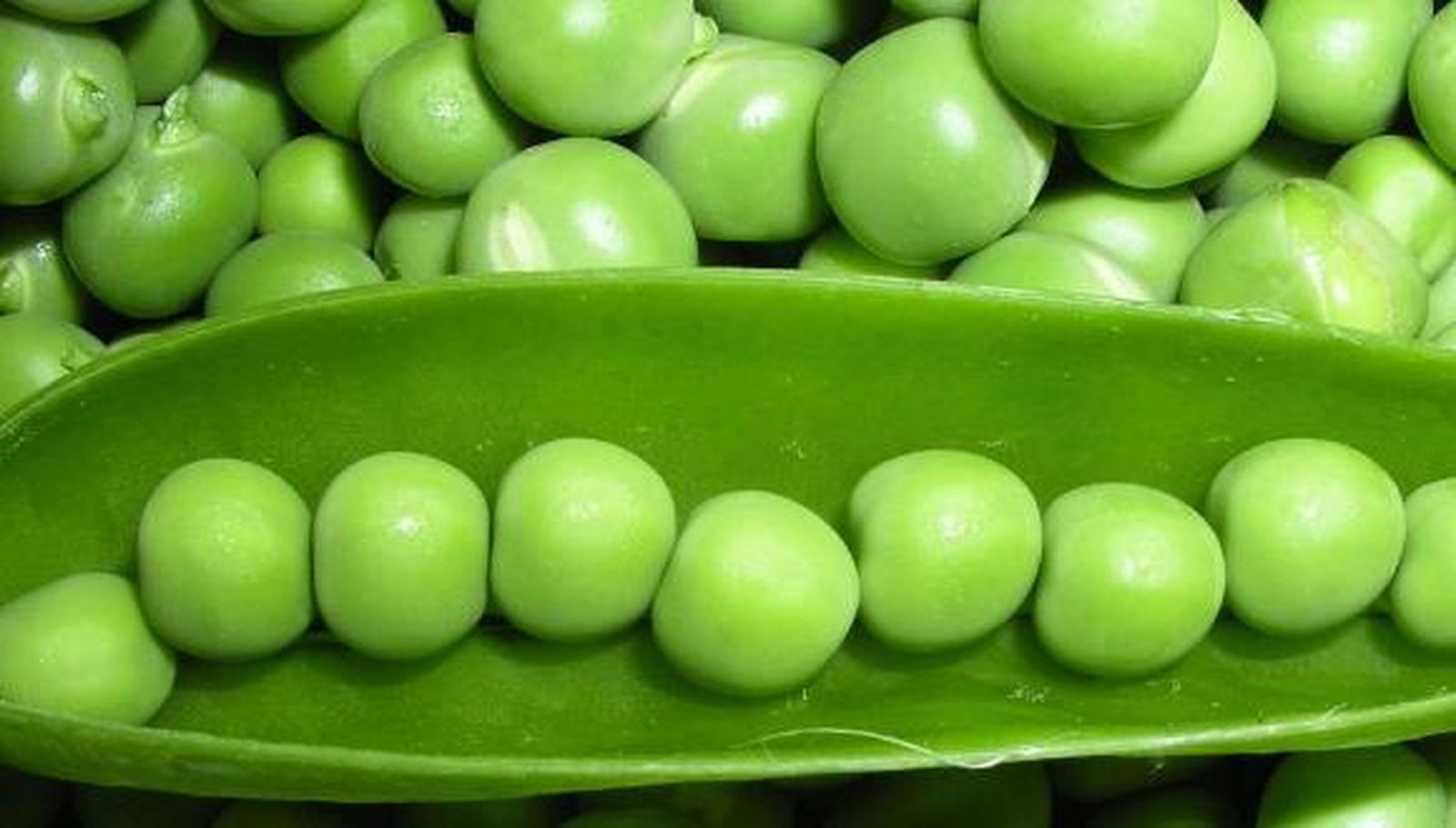 Expertos de la US obtienen bioplásticos y emulsiones alimenticias a partir del guisante