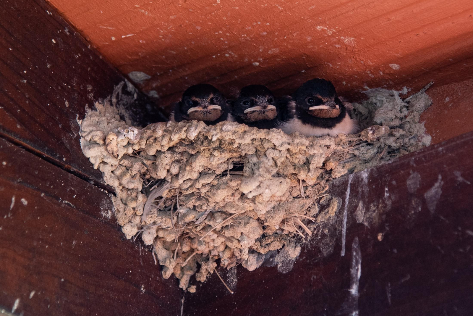 El Parador de Mazagón en imágenes