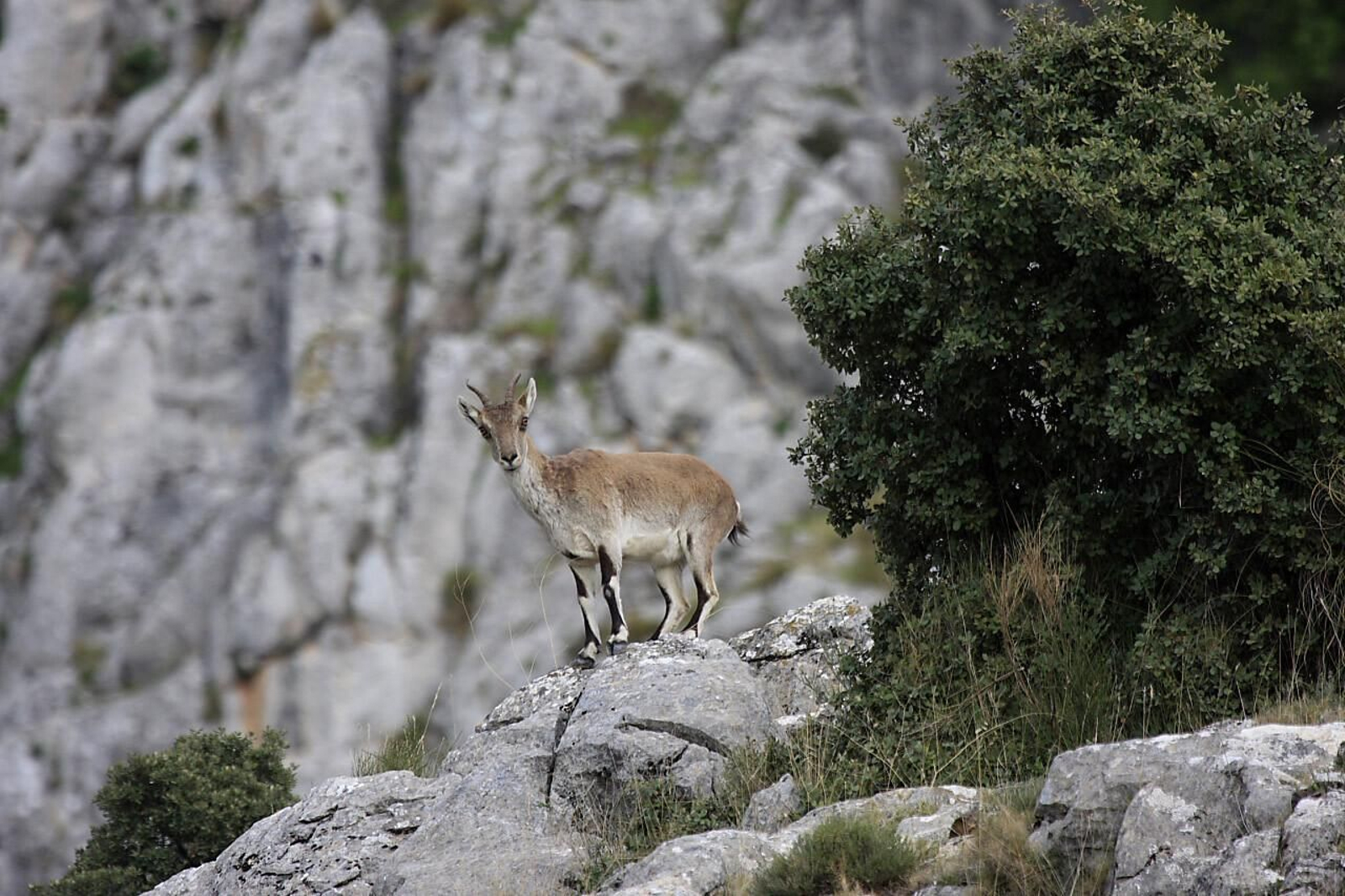 Una simpática cabra montesa en el Parque Natural de Sierra Mágina.