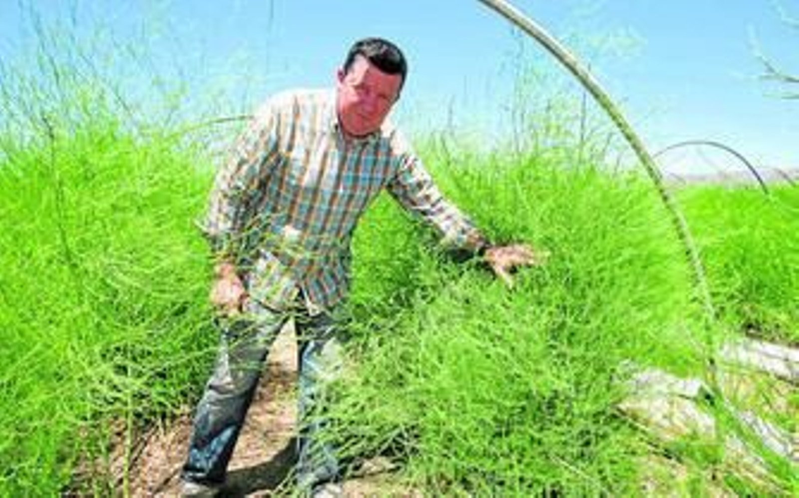 Ramón Ruiz en su finca, en fase de vegetación.