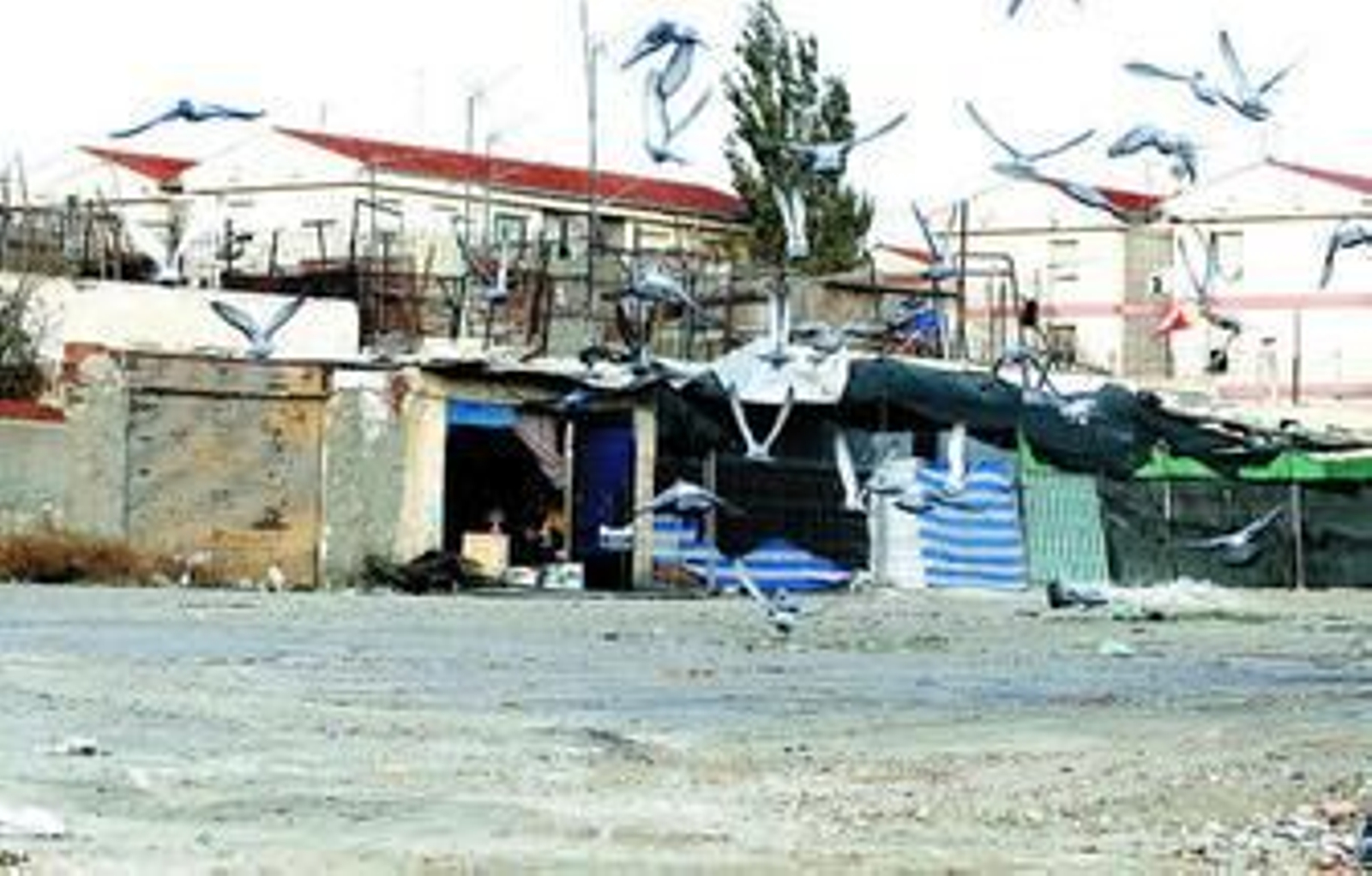 Vecinos achacan el exceso de palomas en El Puche a la mala utilización de los contenedores de basura.