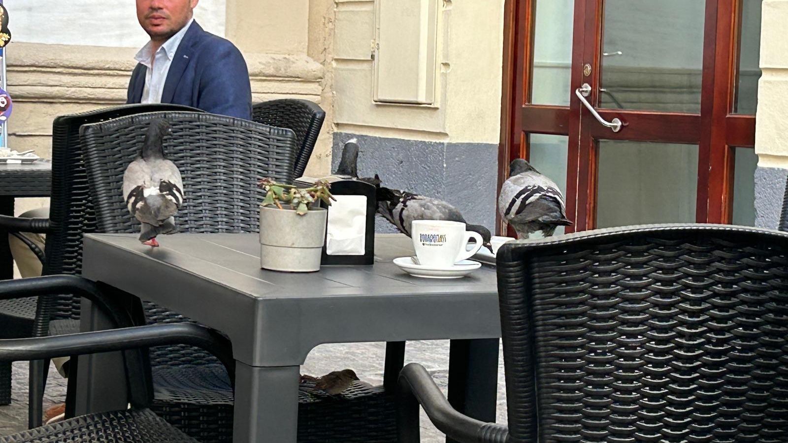 Palomas aprovechan los restos de los desayunos y meriendas de clientes que han pasado por establecimientos hosteleros de plazas como la de San Agustín