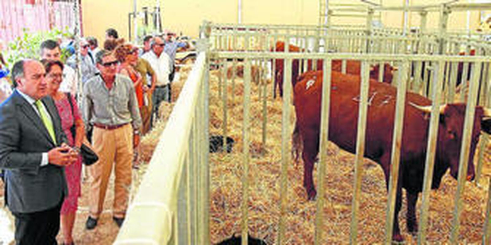 Imagen del numeroso público asistente observando las reses expuestas, ayer.