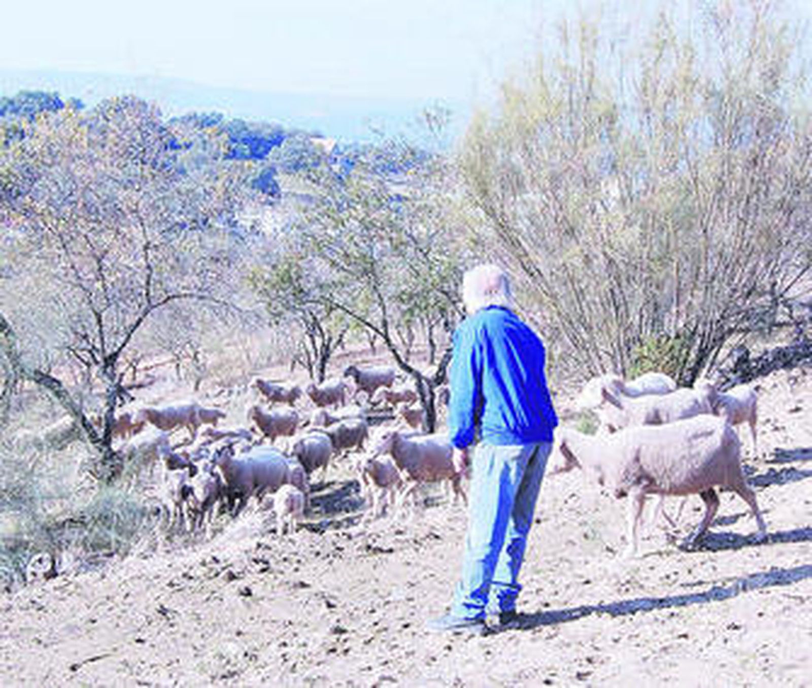 Pastoreo de ganado en las tierras sevillanas de Castilblanco.