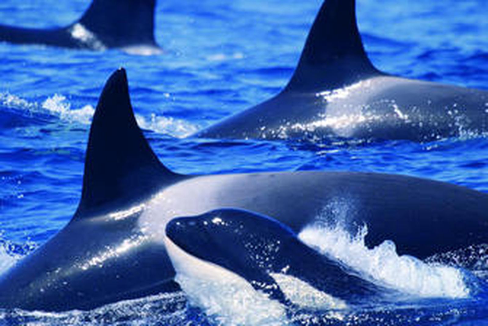 Un grupo de orcas avistadas en aguas del Estrecho.