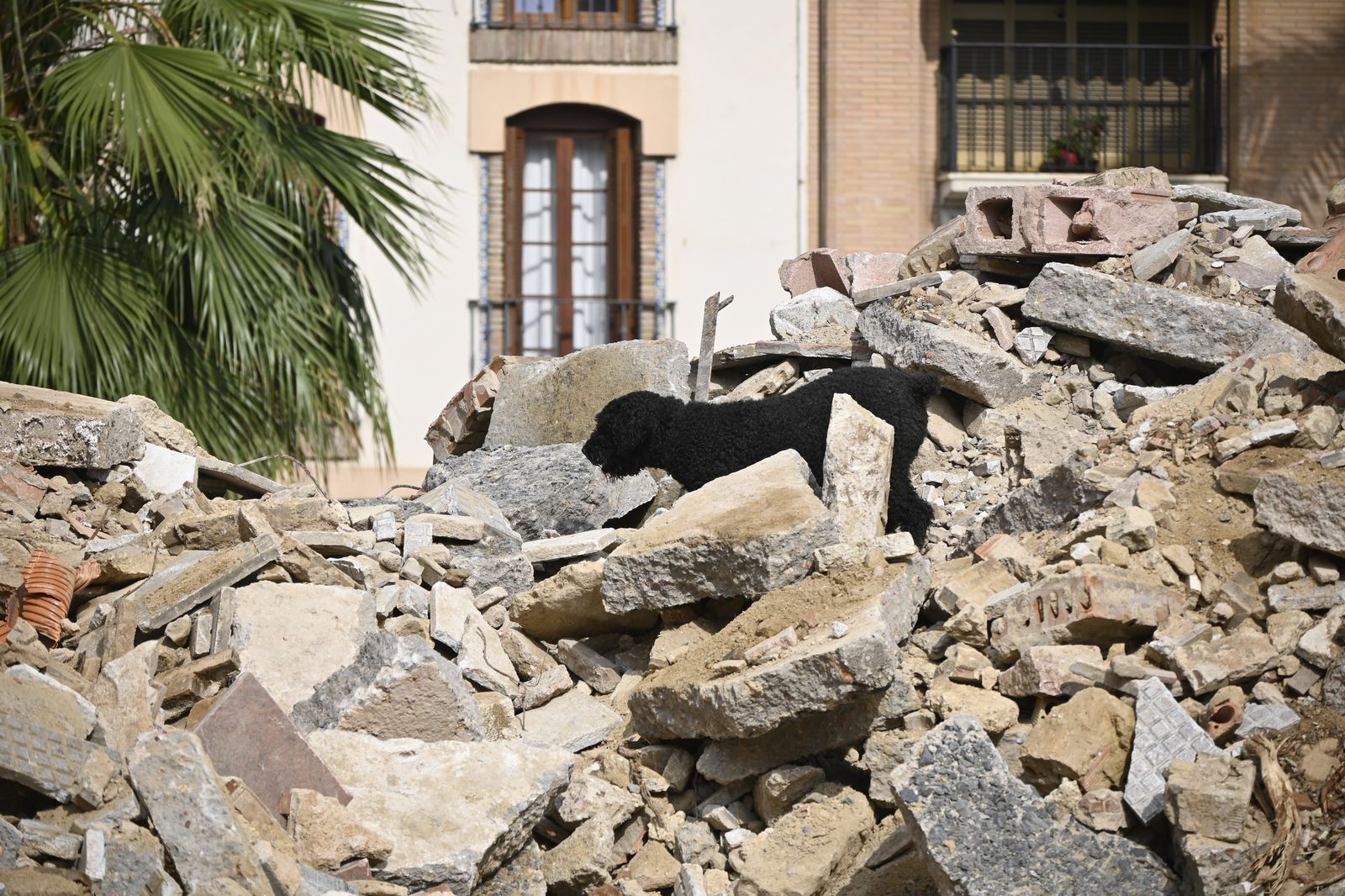 Simulacro de rescate de la Unidad Canina, en la Plaza de la Merced