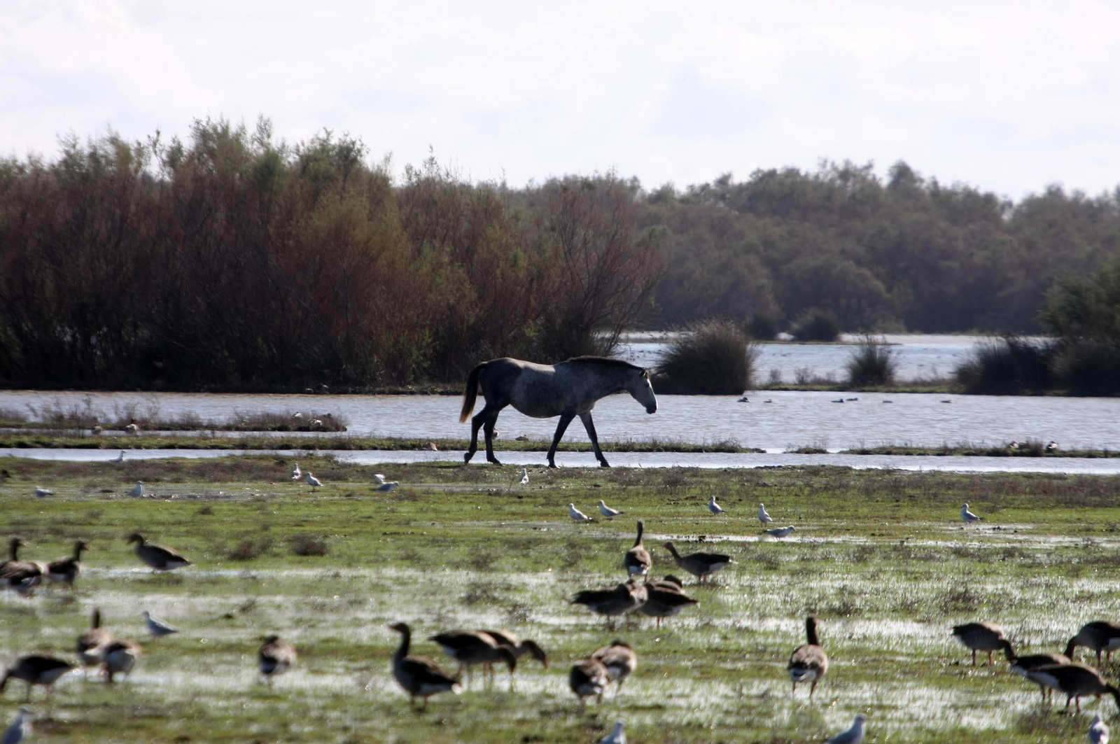 Marismas de Doñana en las inmediaciones de la aldea de El Rocío.