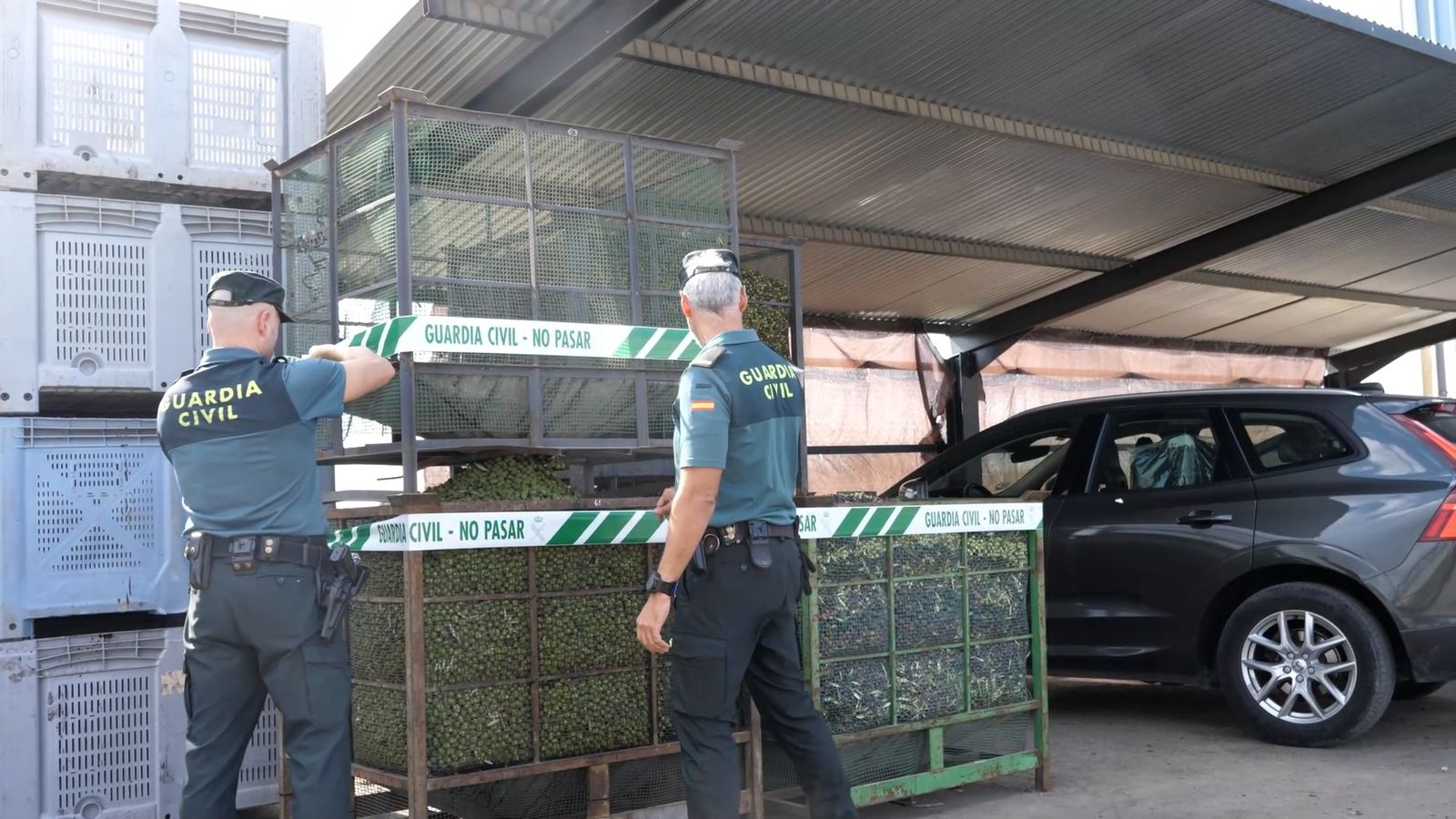 Aceitunas inmovilizadas en Arahal.