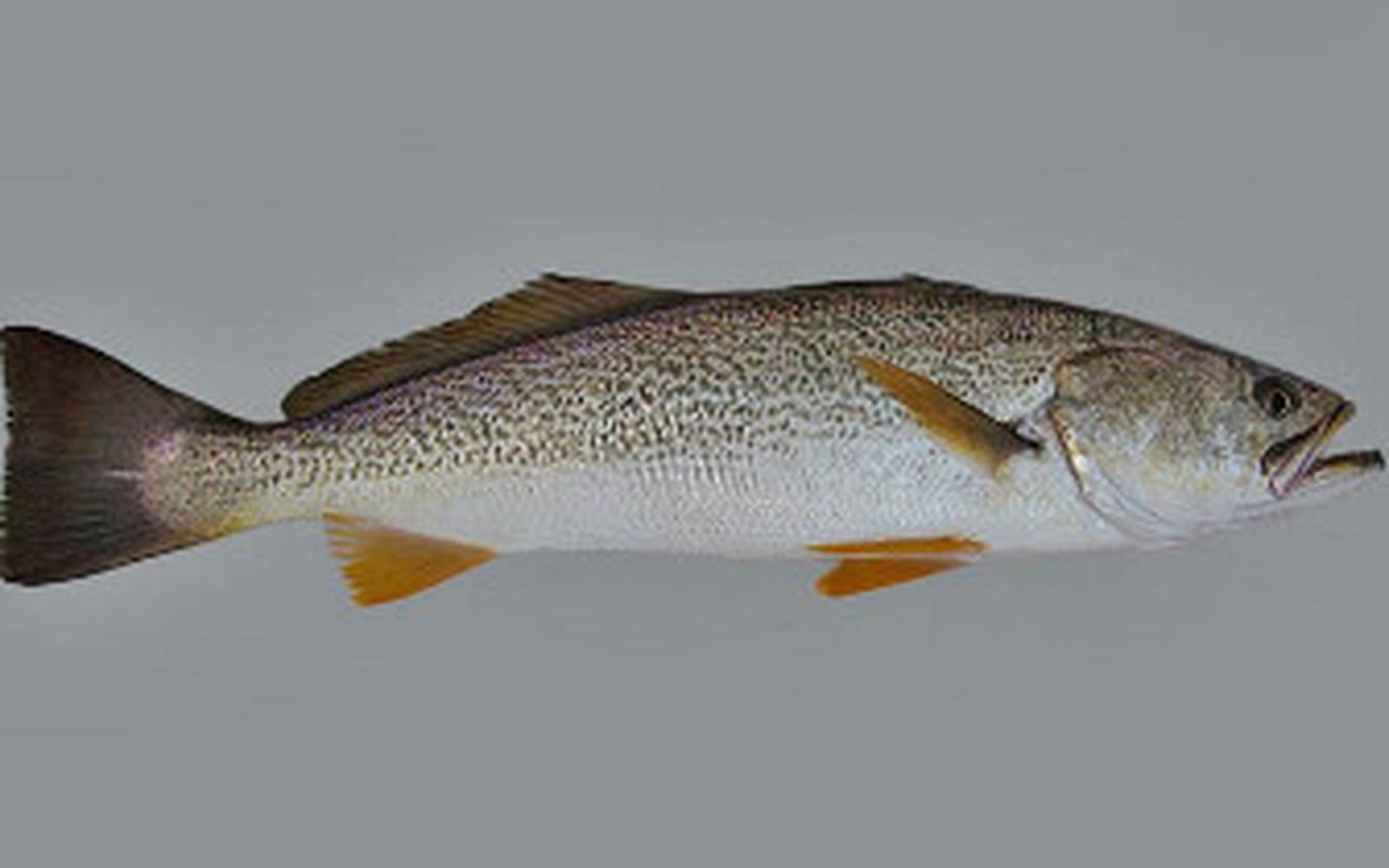 De EEUU al Golfo de Cádiz