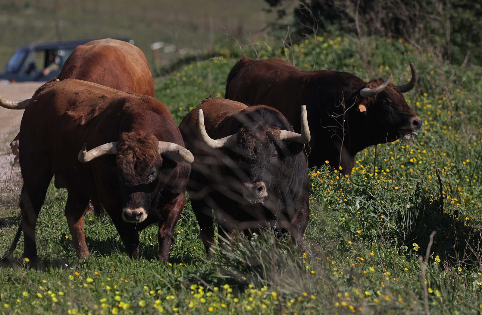 Álvaro Núñez Benjumea debuta este 2025 en Pamplona como gran sorpresa ganadera de los sanfermines, en imágenes