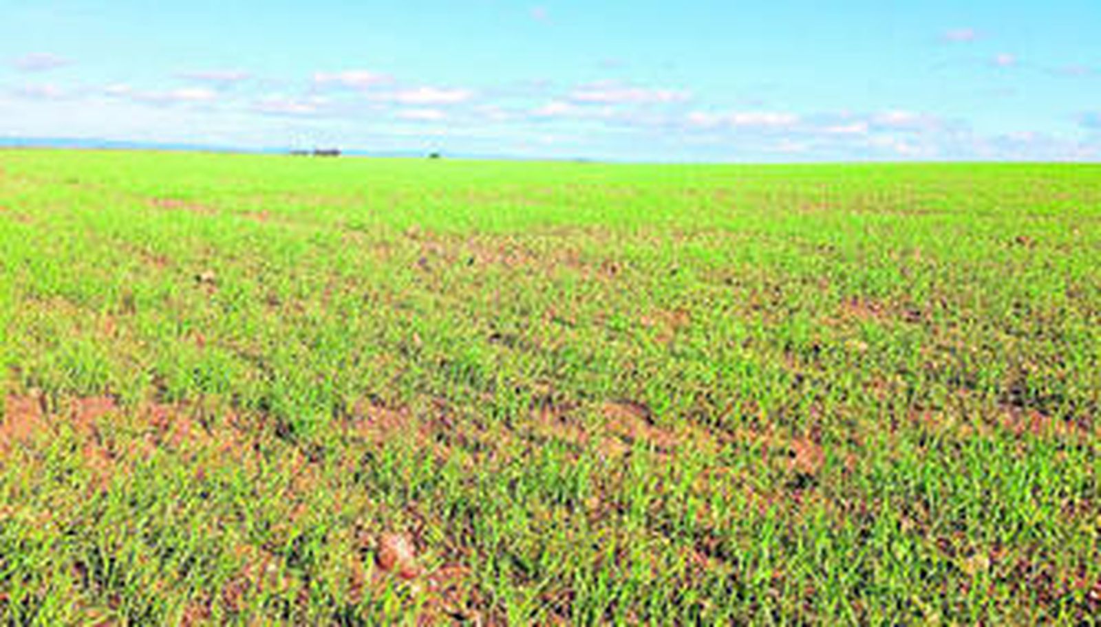 Trigo recién nacido al amparo de las recientes lluvias en la provincia de Sevilla.
