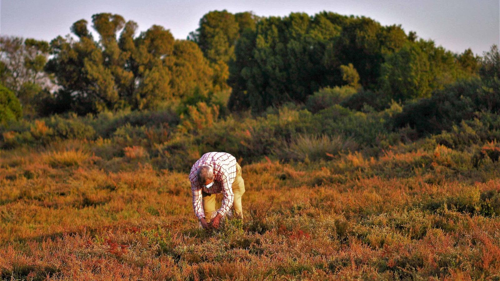 El entomólogo onubense realiza trabajos de campo en Doñana