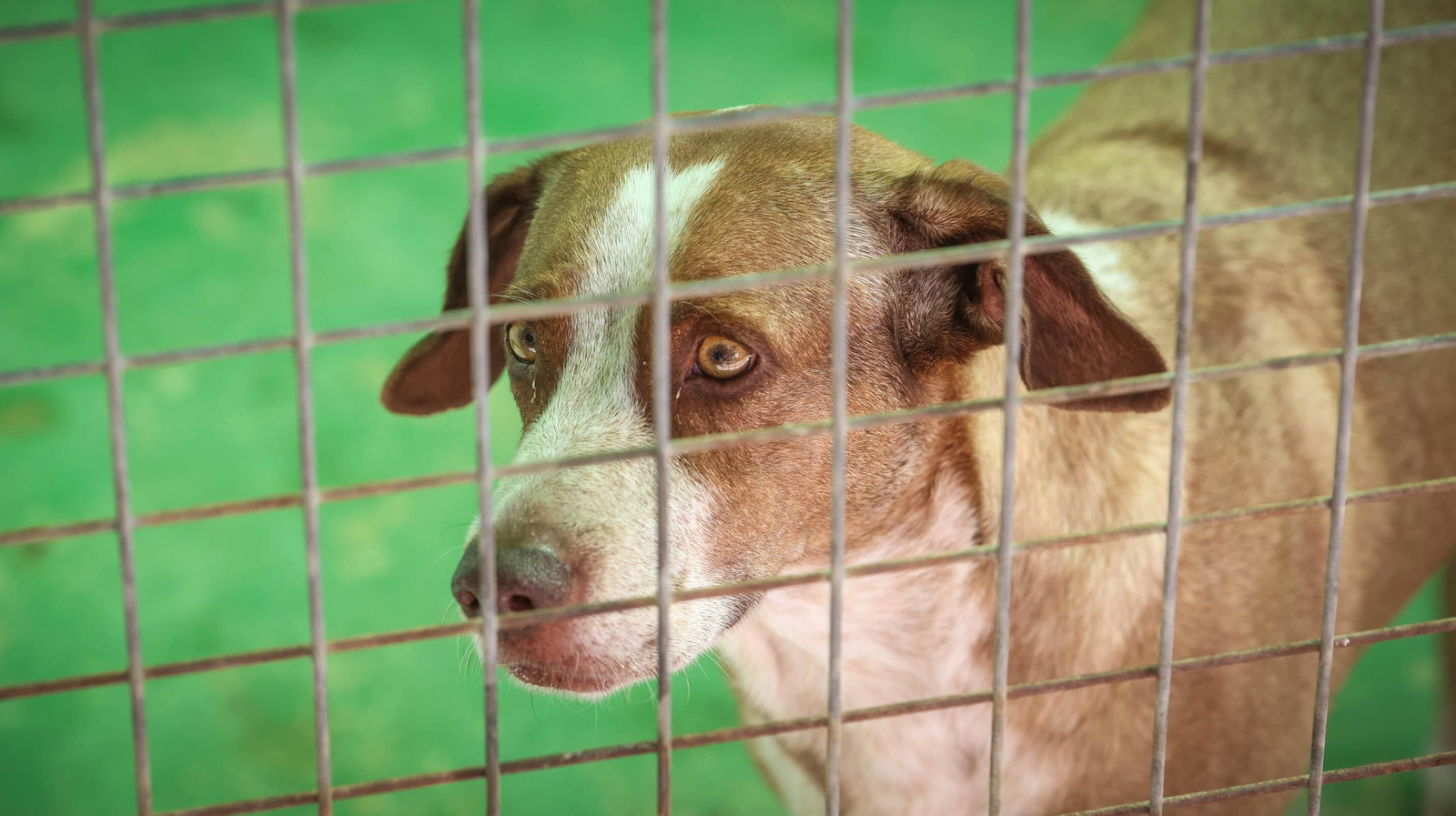 Protectora No Me Abandones en Jerez