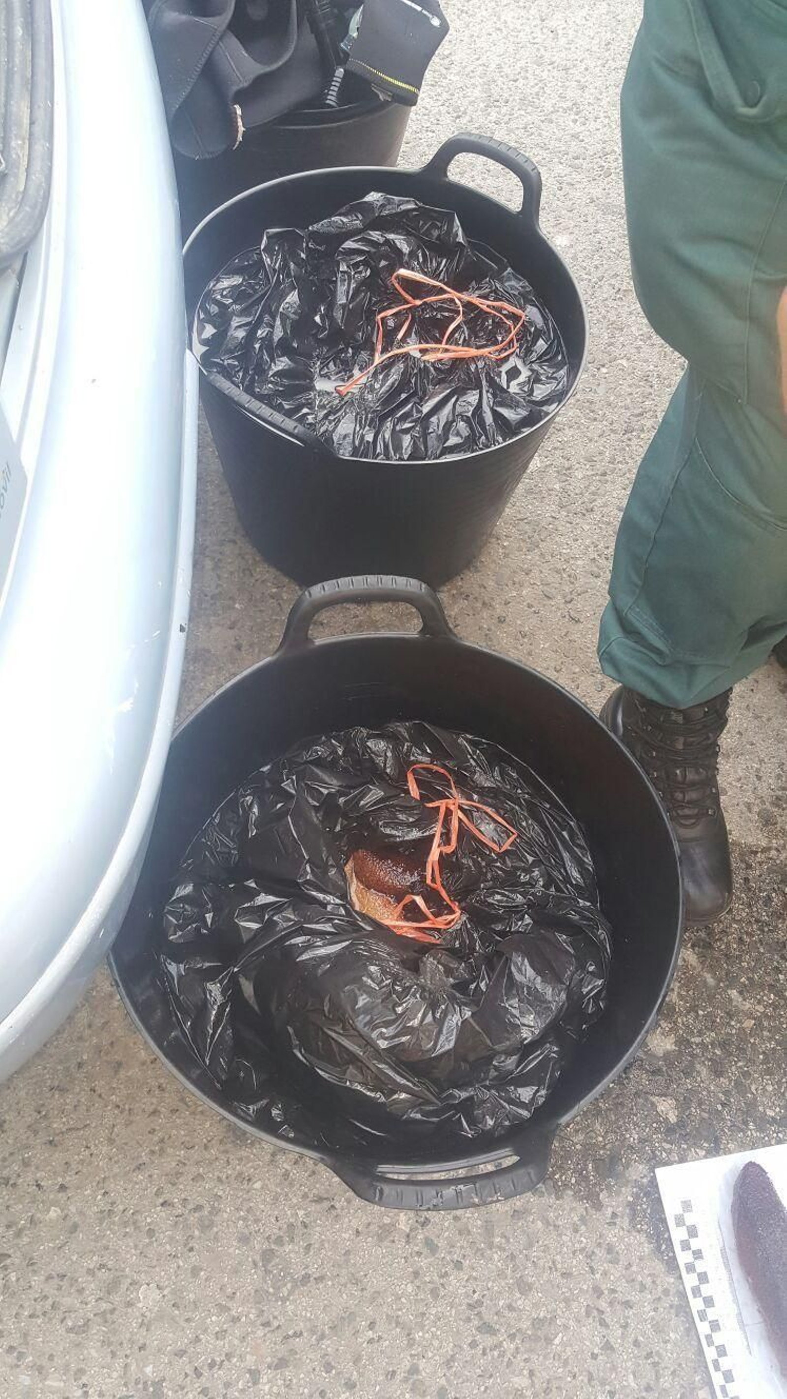 Las holoturias incautadas recogidas en bolsas.