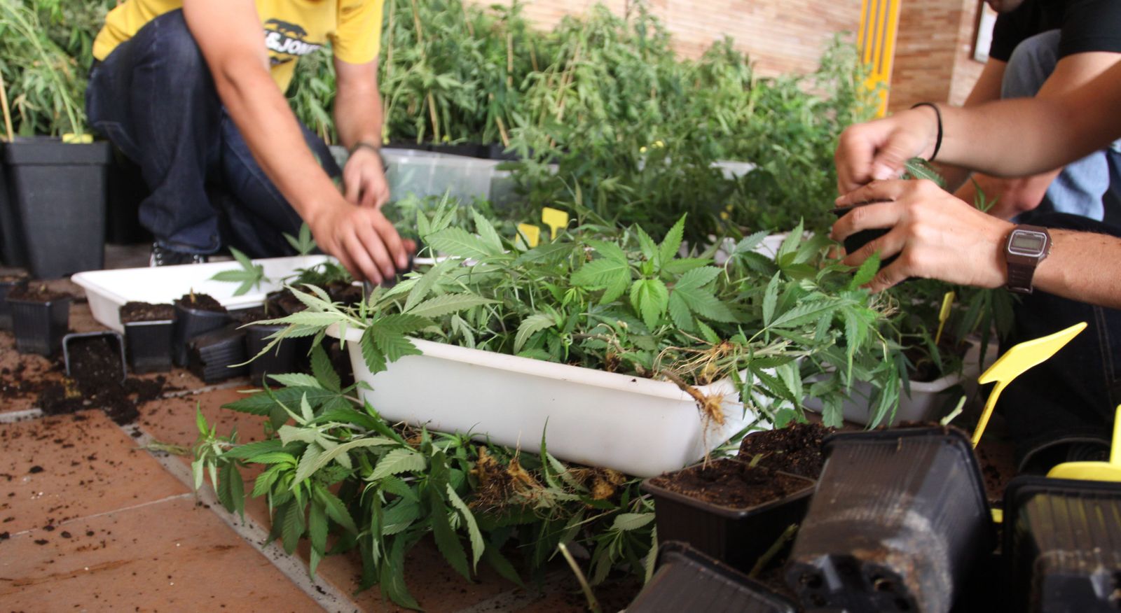 Imagen de archivo de plantas de marihuana.