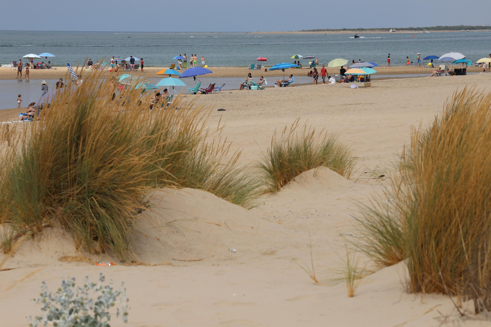 Imágenes de la diversa vegetación de las Dunas del Portil
