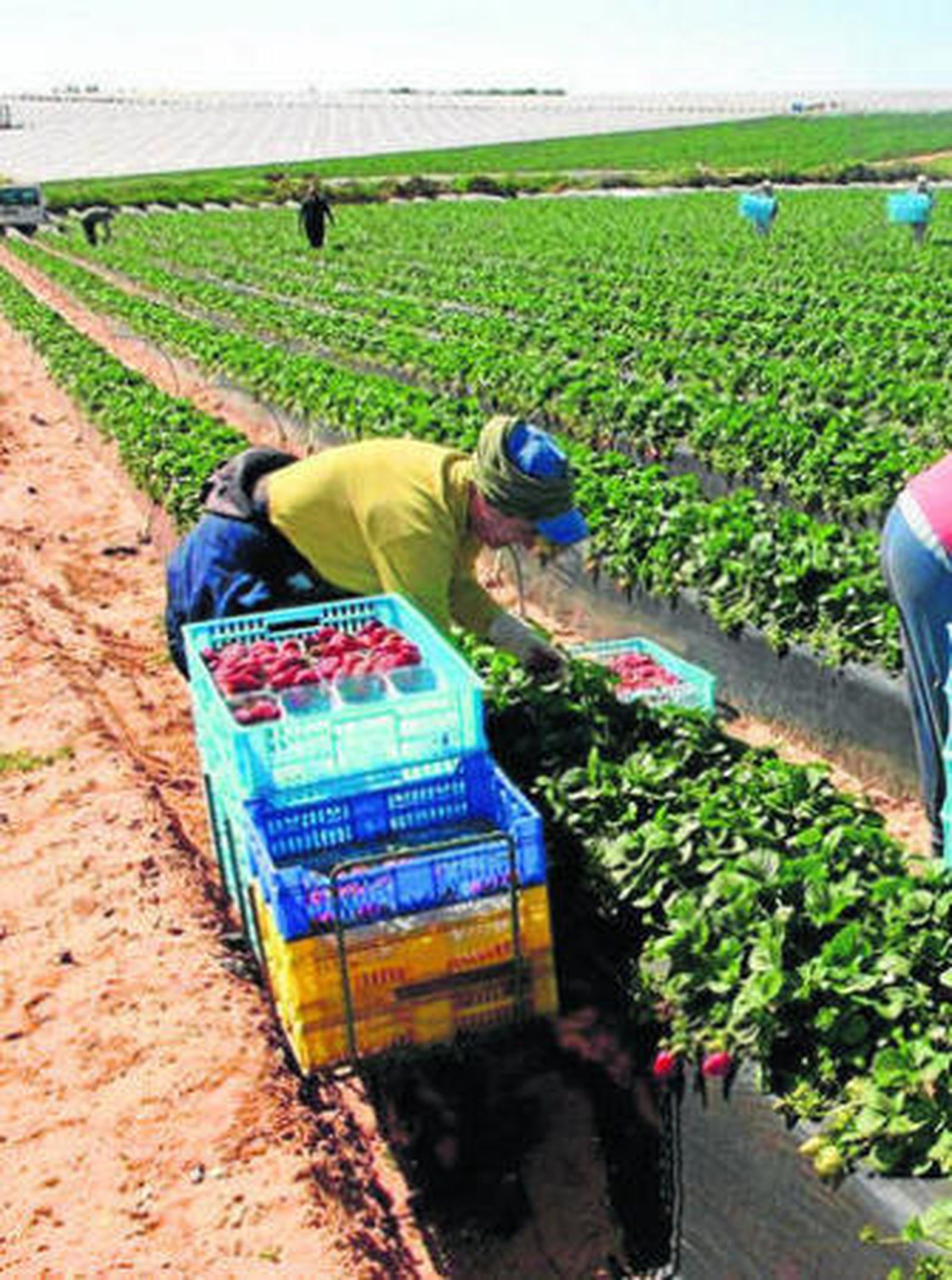 Una trabajadora realizando su actividad en el sector de la fresa.