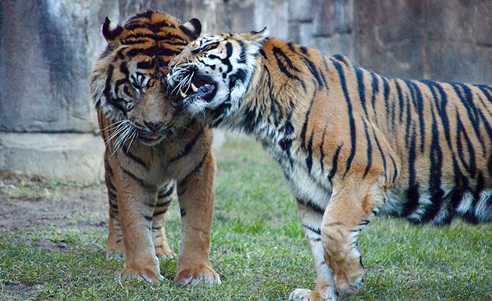 Asmara, a la izquierda, con Rokan, el tigre con el que ha compartido la mayor parte de su vida