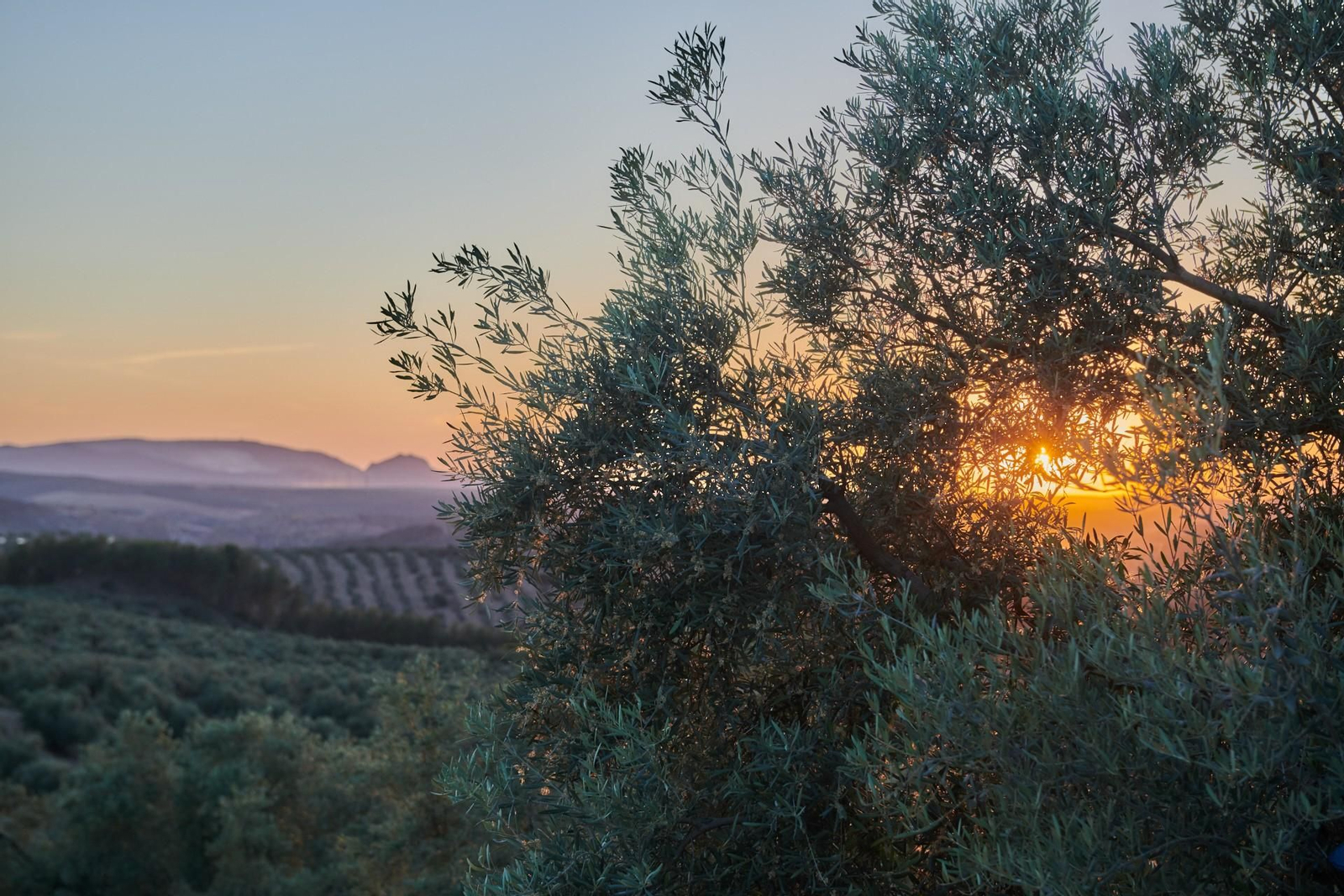 Olivar.
