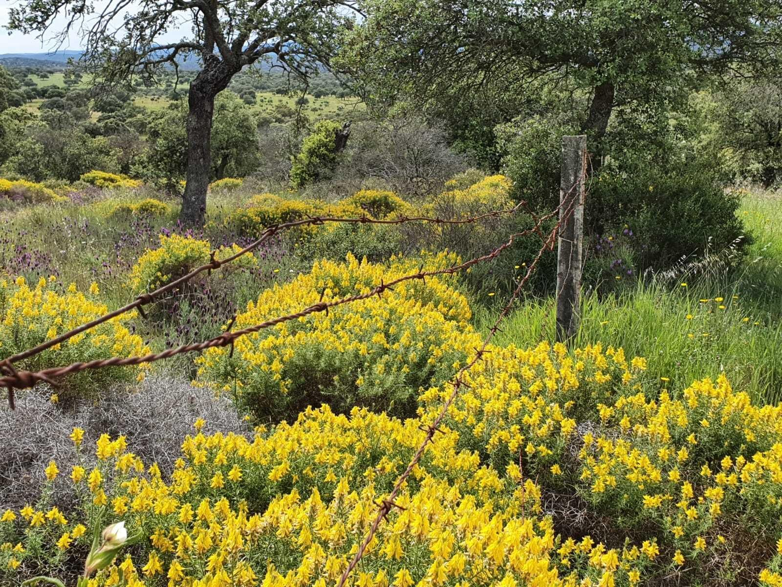 Las fotografías de la primavera en Los Pedroches