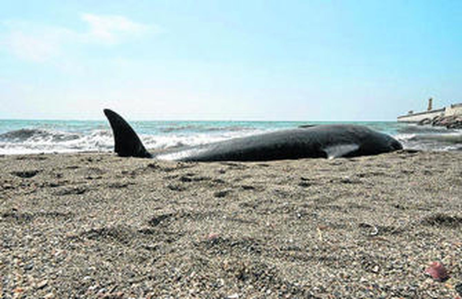Delfín que apareció muerto días atrás en la playa de Las Azucenas, en Motril.