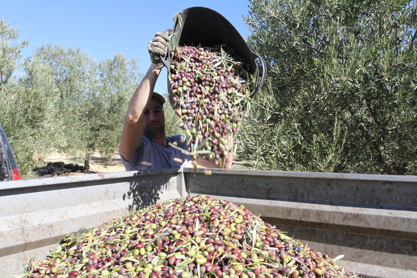El olivar supera las previsiones en aceite y aceituna