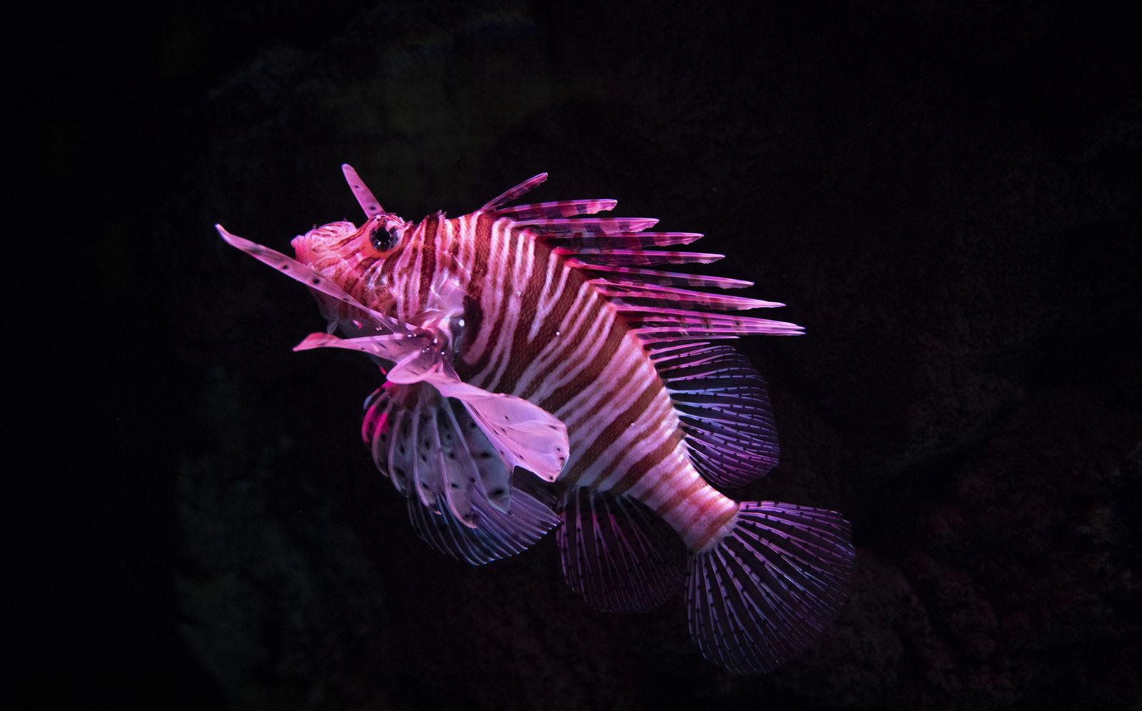 La reapertura del acuario de Sevilla, en imágenes