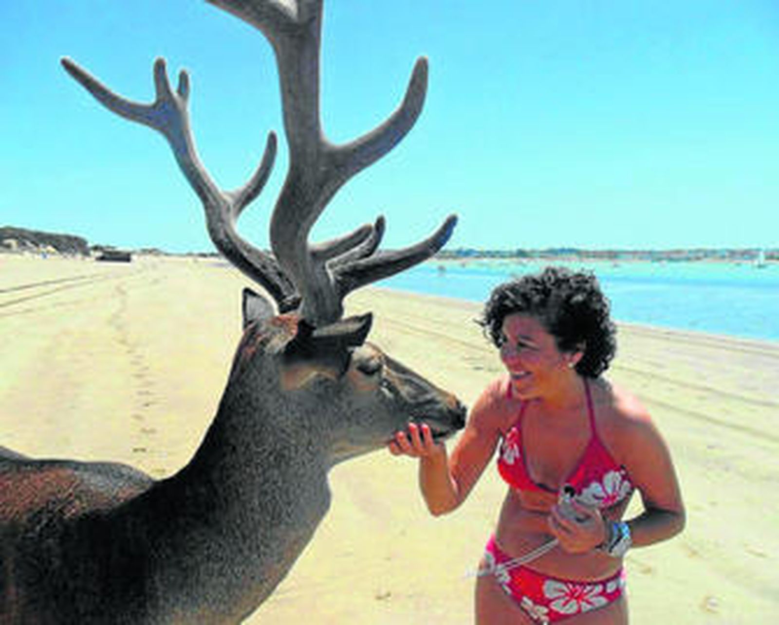El ciervo de Doñana que come tortilla de patata