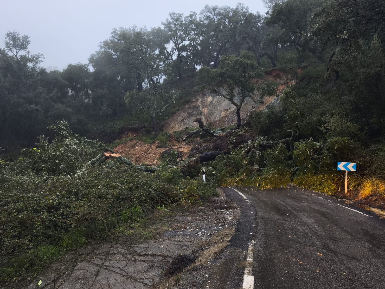 Árboles caídos en la carretera.