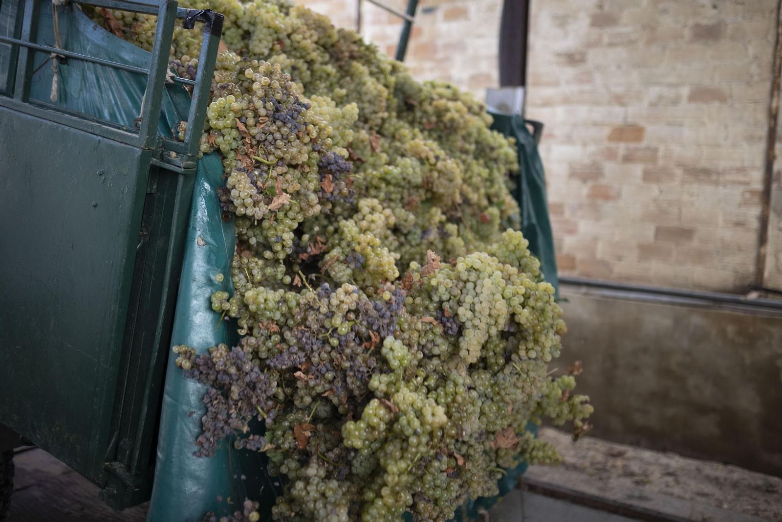 Imágenes de la vendimia en el Condado de Huelva