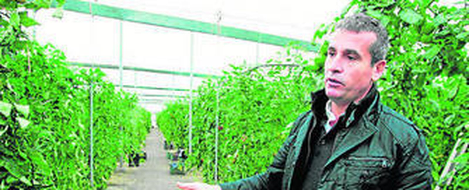 Pedro Alonso, responsable de Marketing de Sakata Seed Ibérica en Almería.