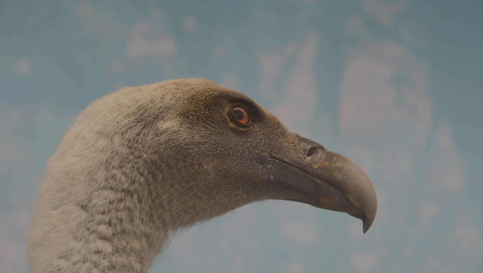 Las mejores imágenes del Pabellón de Historia Natural de la UAL