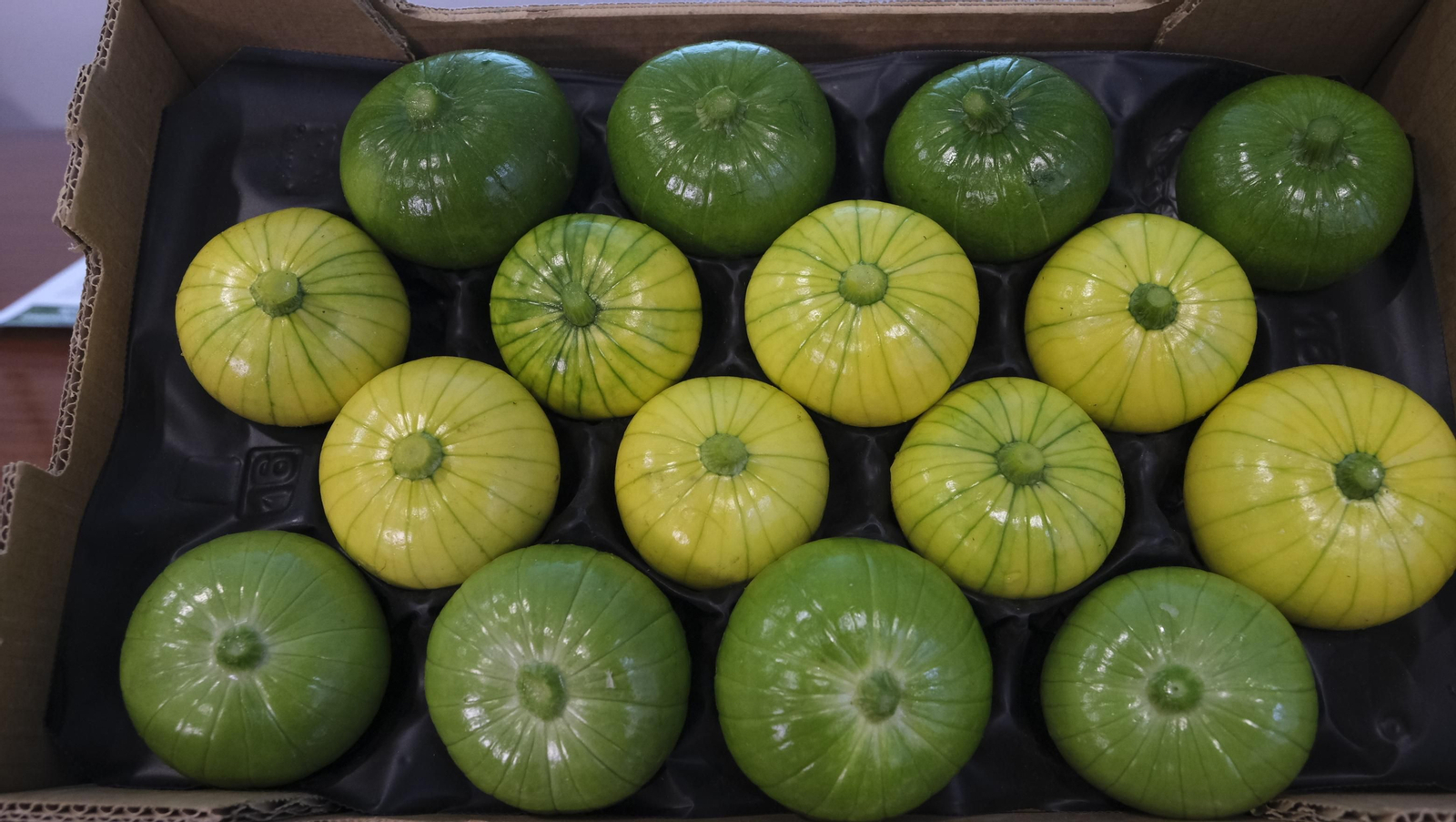 Presentación del nuevo producto de Beyond Seeds, Zucchielo, en el IFAPA de La Mojonera