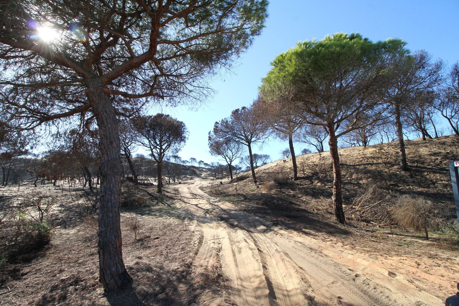 Uno de los tramos de Cuesta Maneli afectados por el incendio de Las Peñuelas de 2017.