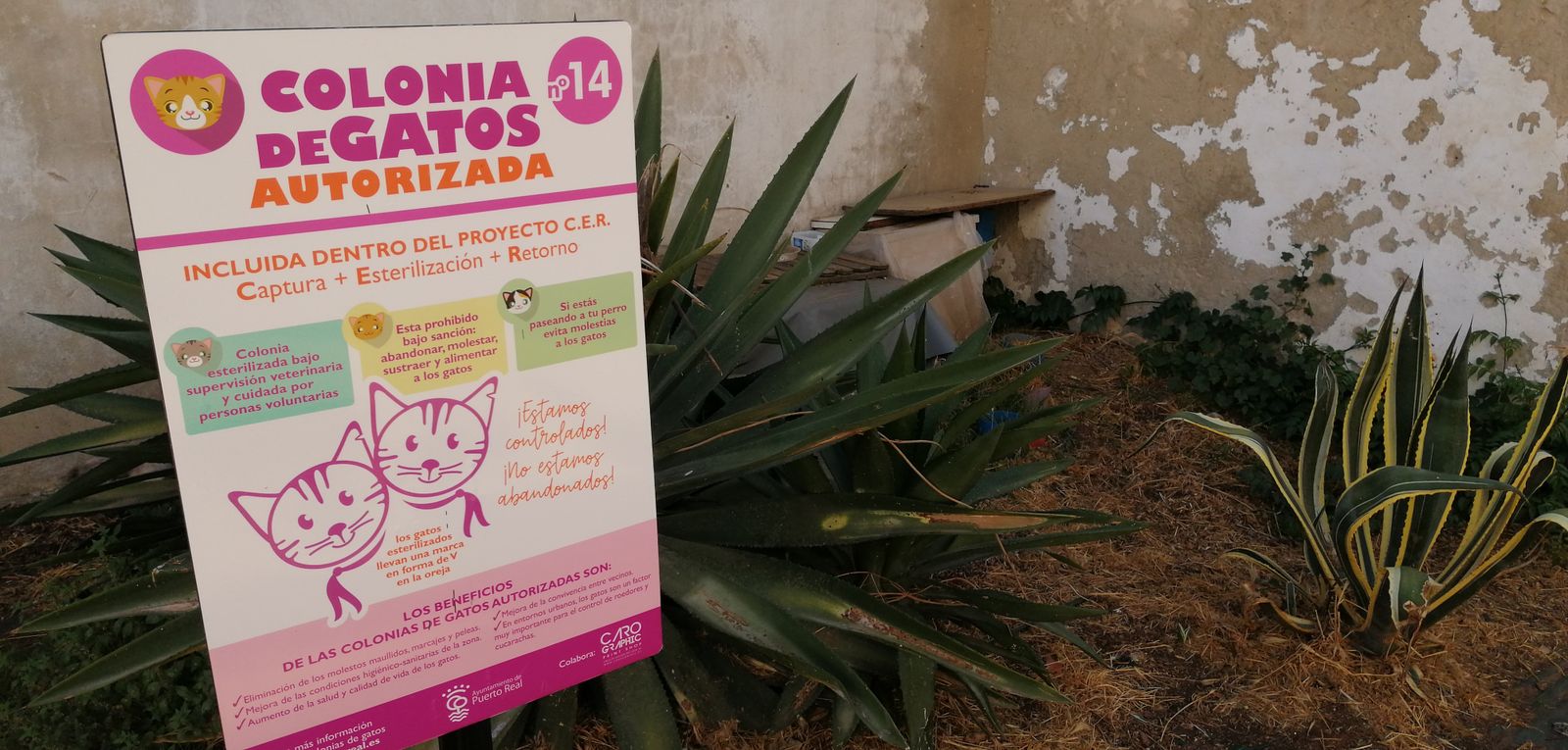 Una colonia de gatos en Puerto Real